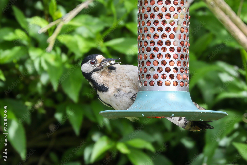 Poster woodpecker on a peanut feeder