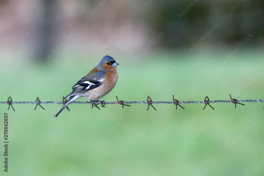 Poster chaffinch on a fence