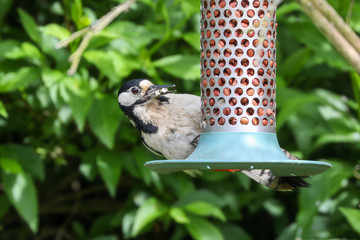 Woodpecker on a peanut feeder