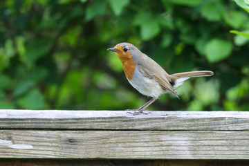 Robin from the side