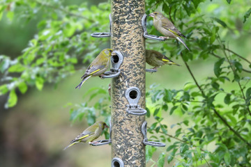 Greenfinches at a feeding station