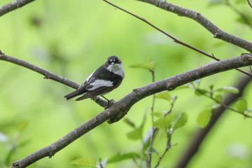 Fototapeta premium Male Pied Flycatcher