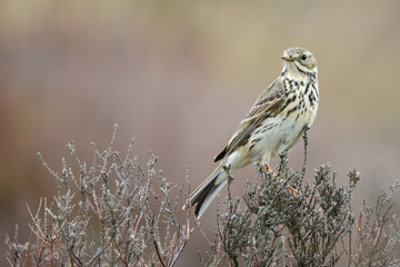 Meadow Pipit