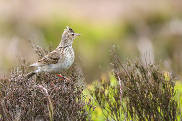 Skylark sat on heather