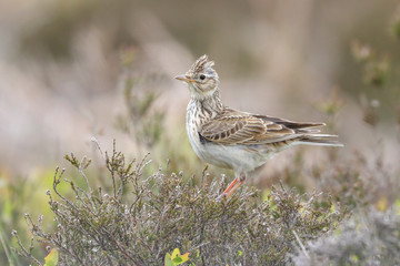 Skylark sat on heather