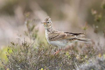 Skylark sat on heather