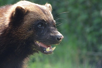 Handsome wolverine bear at the zoo