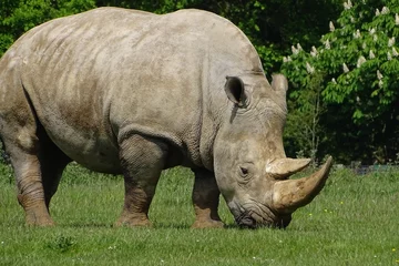 Foto op Plexiglas Rhinos at the zoo © Christopher Keeley