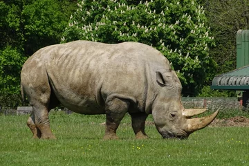 Foto op Plexiglas Rhinos at the zoo © Christopher Keeley