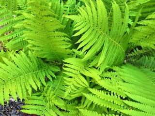 Beautyful ferns leaves green foliage natural floral fern background in sunlight