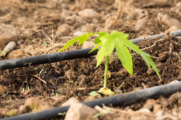 riego por goteo de plántulas de papaya
