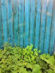 Wood fence color and leaves green background