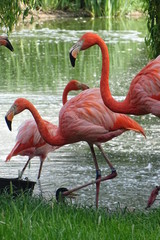Beautiful pink flamingos at the zoo