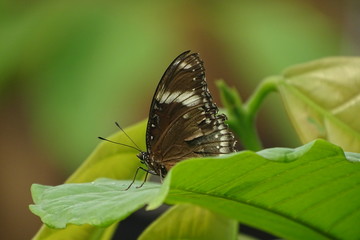 Fototapeta na wymiar Beautiful butterfly at the zoo
