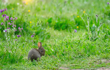 Wild baby European hare sits on green grass with blooming wild flower.