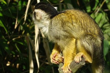 Squirrel monkey sitting in the grass at the zoo