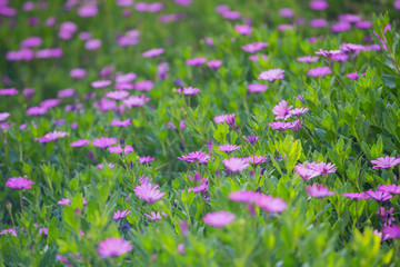 Obraz na płótnie Canvas Closeup of purple daisies background