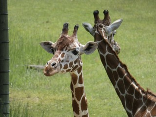 portrait of a giraffe