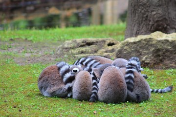  Maki catta dans son enclos au zoo