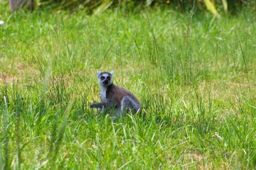  Maki catta dans son enclos au zoo