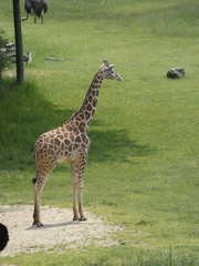 Giraffe