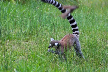  Maki catta dans son enclos au zoo