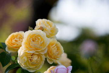 黄色いバラ