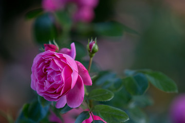 ピンク色のバラ