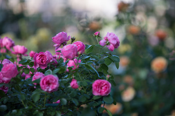 ピンク色のバラ