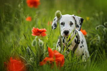 Dalmatian puppy in a poppy flower meadow