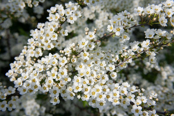 Krzew tawuły szarej (Spiraea cinerea) pokryty białymi kwiatami © Monika