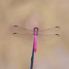 Pink dragonfly with pastel background