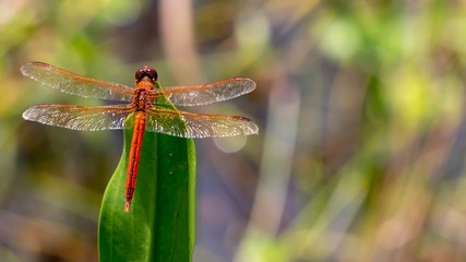 Red Dragonfly with beautiful background