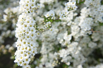 Krzew tawuły szarej (Spiraea cinerea) pokryty białymi kwiatami