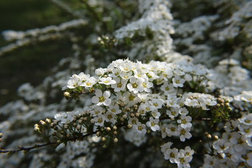 Krzew tawuły szarej (Spiraea cinerea) pokryty białymi kwiatami