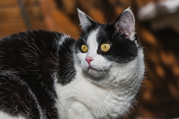 Photo of a beautiful adult young black and white cat with big yellow eyes