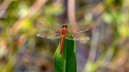 Scarlet skimmer centered with beautiful background
