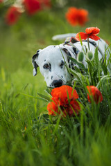 Dalmatian puppy in a poppy flower meadow