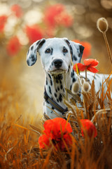 Dalmatian puppy in a poppy flower meadow