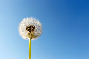 round dandelion in the wind in the blue sky