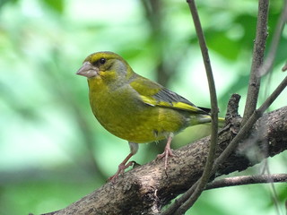 Greenfinch on the tree