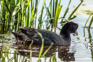kaczka łyska © Henryk Olszewski