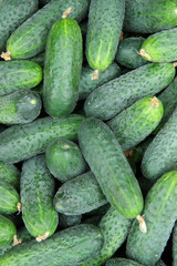 fresh cucumbers for sale at farmers market