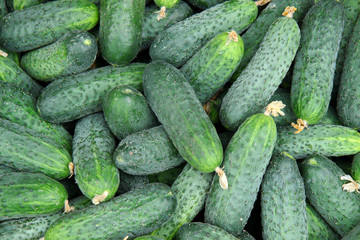 fresh cucumbers for sale at farmers market