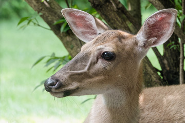 close up of the face of a young white tail deer under a tree