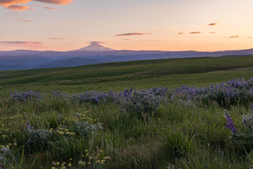 Obraz premium Mount Hood sunset in the Columbia Hills meadows, Washington