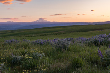 Mount Hood sunset in the Columbia Hills meadows, Washington