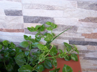 flowers of nature botanic park city