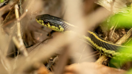 Garter Snake
