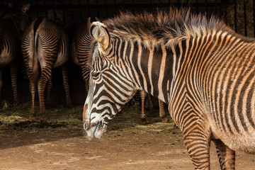 zebras on their block eating while another looks in profile